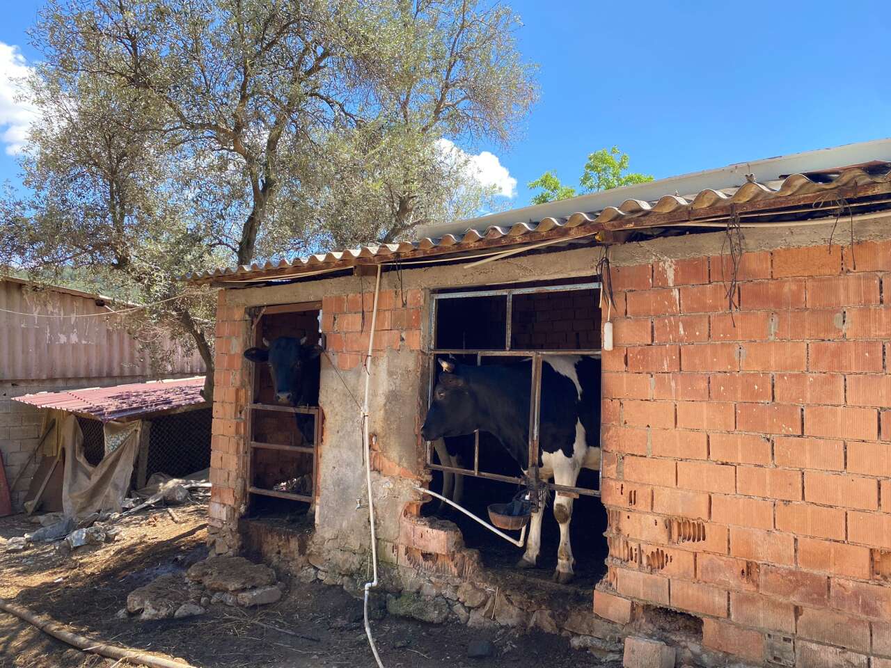 Menteşe’de 2026 Kurbanlık Fiyatları Belli Oldu 5